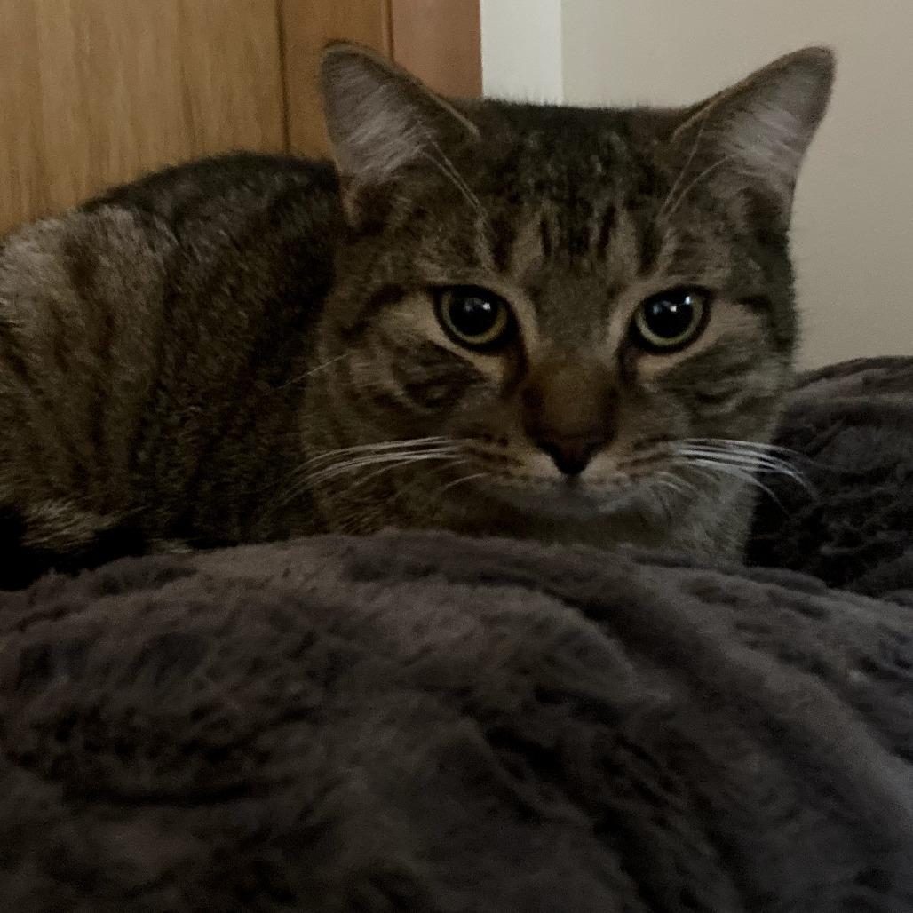 Mikey, Adoptable, Adult Male Domestic Short Hair.