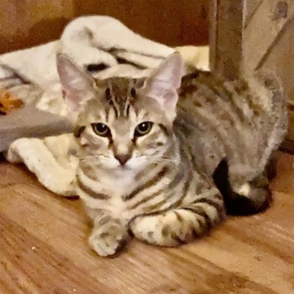 Enlarge Mikey, a Adoptable Domestic Short Hair in Wind Gap, PA image 2/2