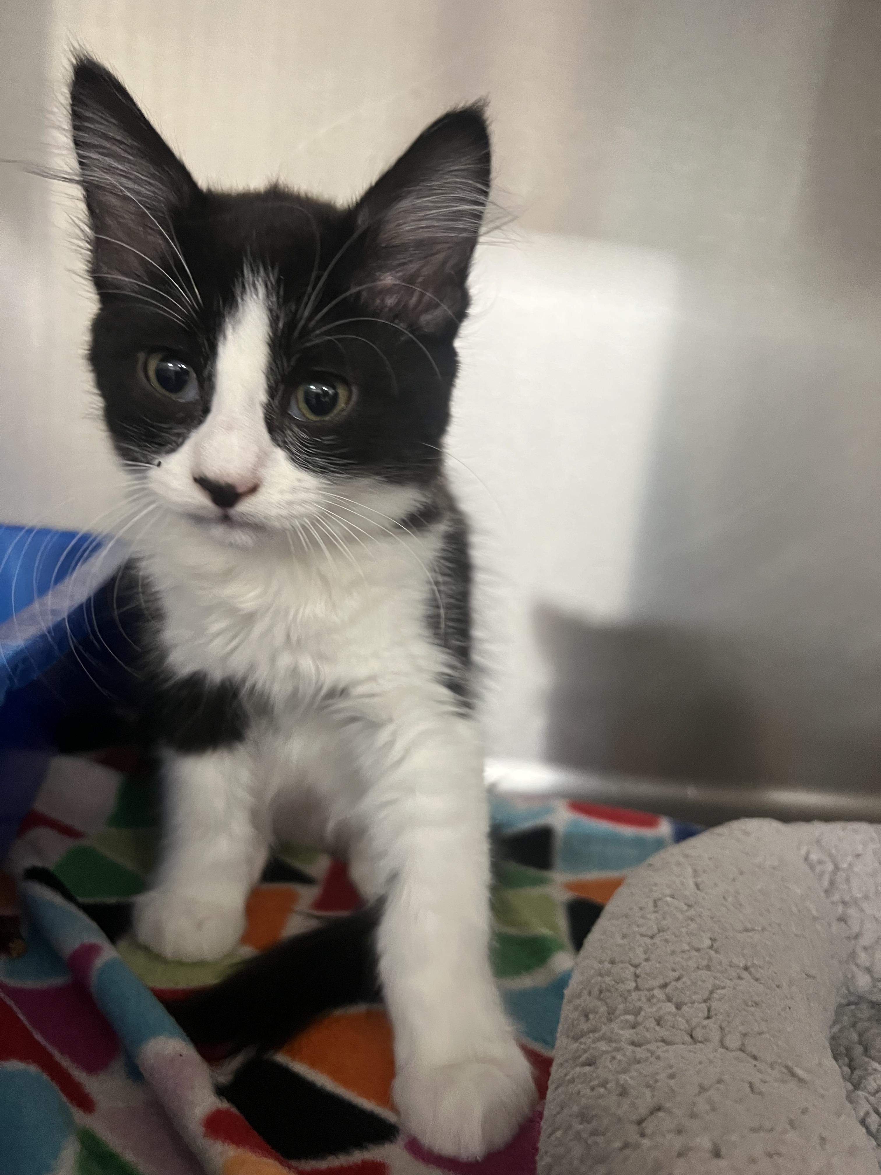Cordelia, Adoptable, Kitten Female Domestic Medium Hair.