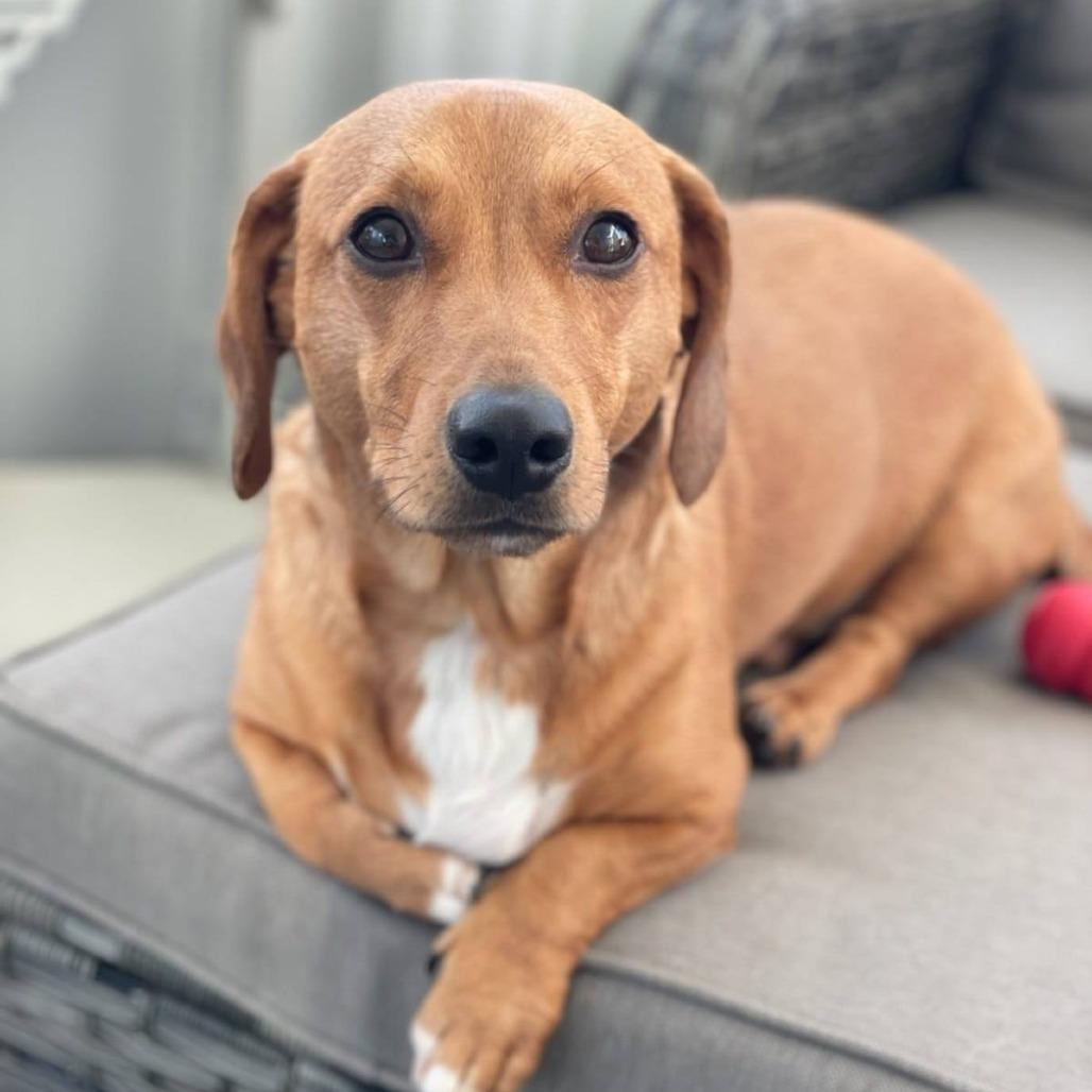 Possum, Adoptable, Adult Male Dachshund.