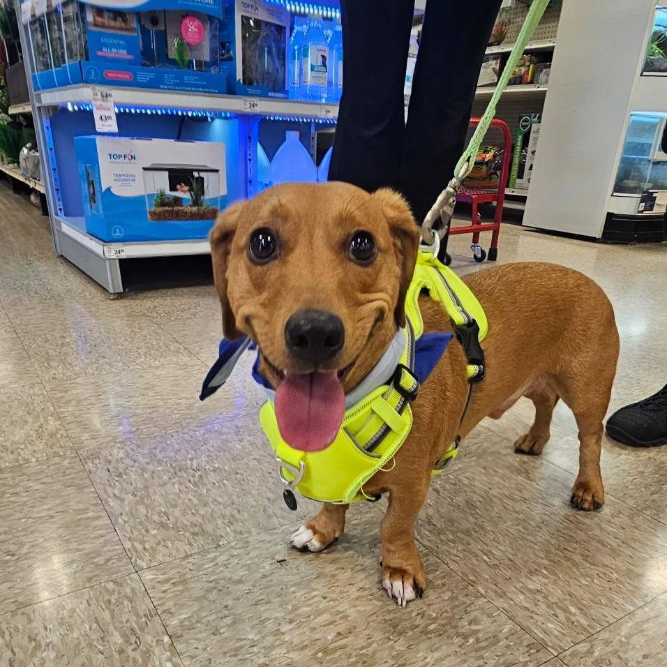 Possum, a Adoptable Dachshund in Martinsburg, WV image 2/3