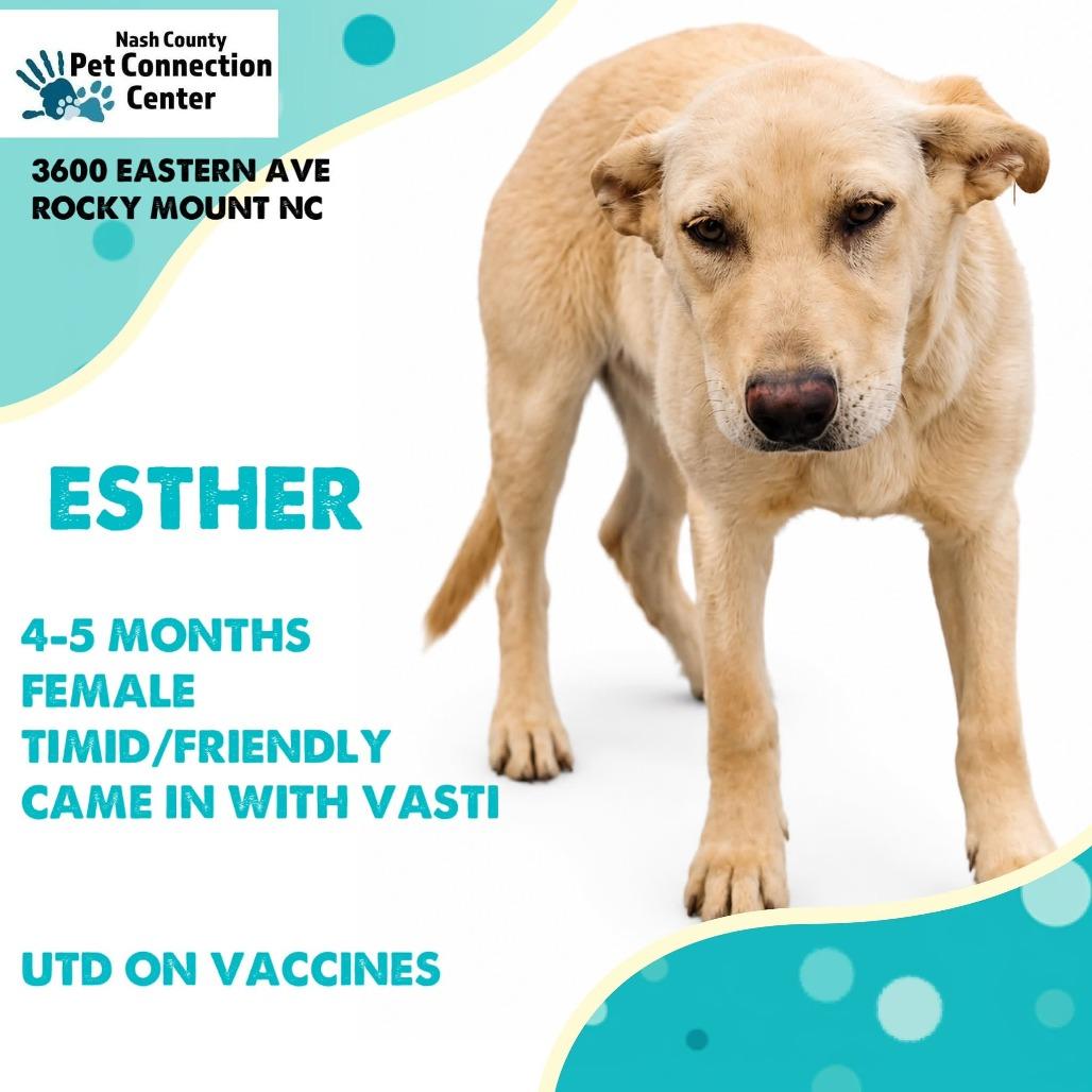 Enlarge ESTHER  Available NOW - ADOPTION or RESCUE!, a Adoptable Mixed Breed in Nashville, NC image 1/1