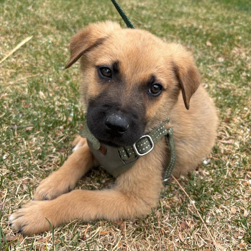 Malachite, Adoptable, Puppy Male Shepherd.