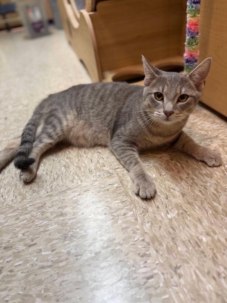 Rocket, Adoptable, Kitten Male Domestic Short Hair.