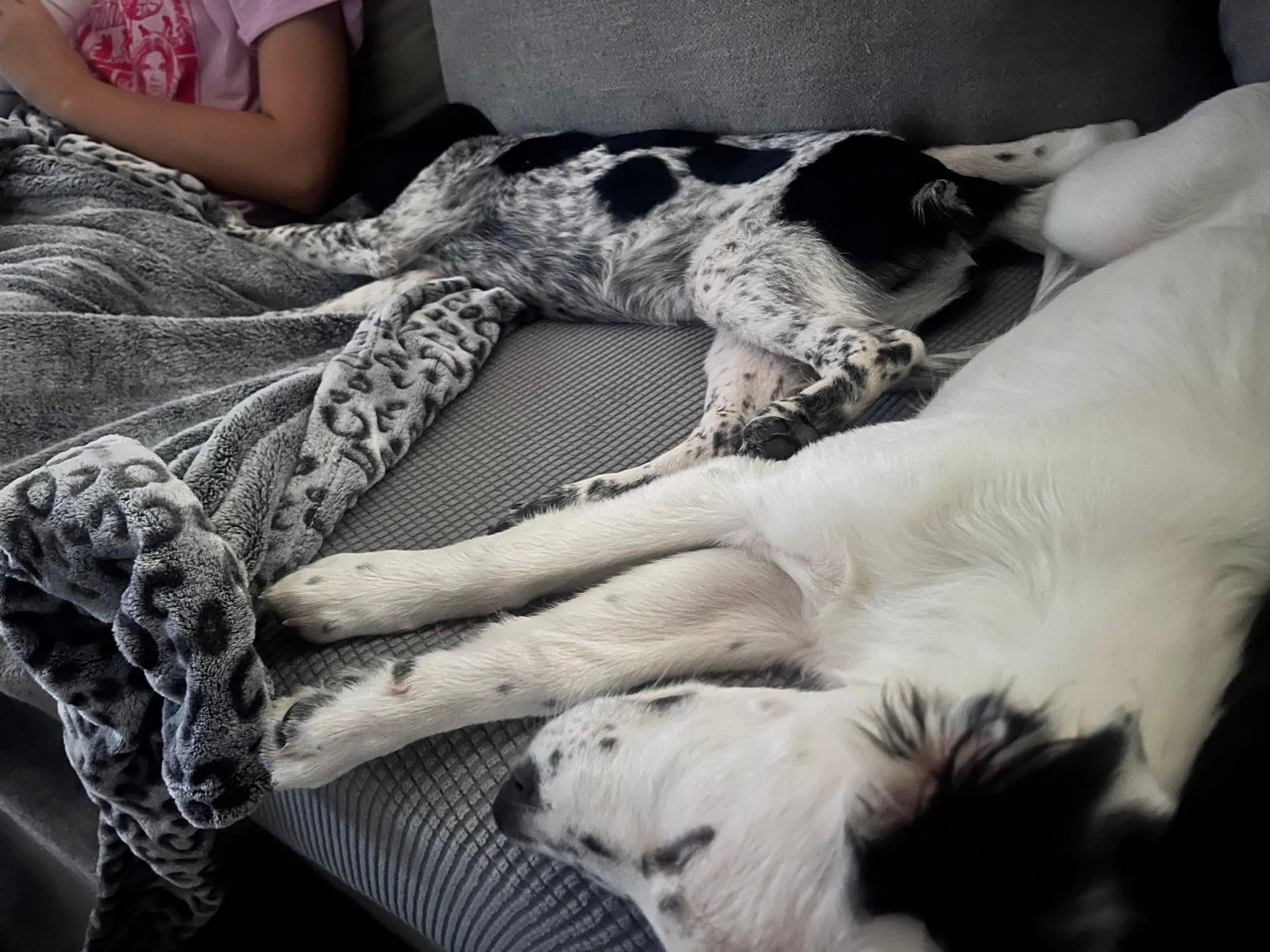 Ranger , an adopted mixed breed in Arlington, TX image 3/3