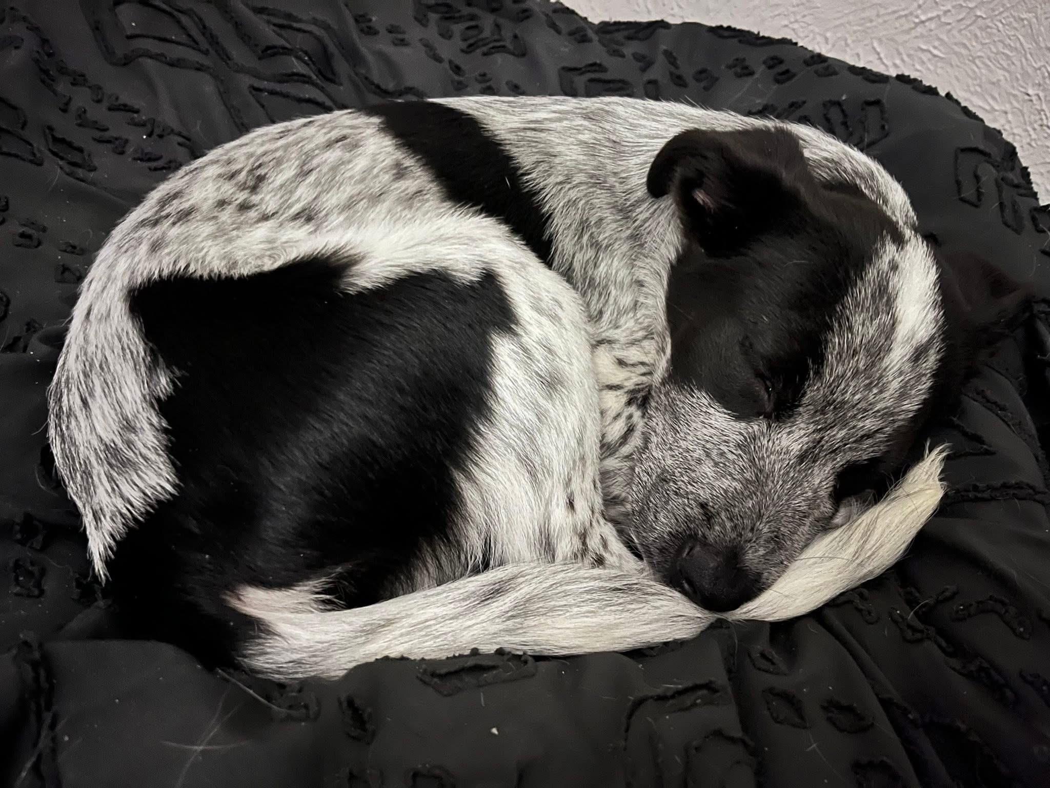 Ranger , an adopted mixed breed in Arlington, TX image 2/3