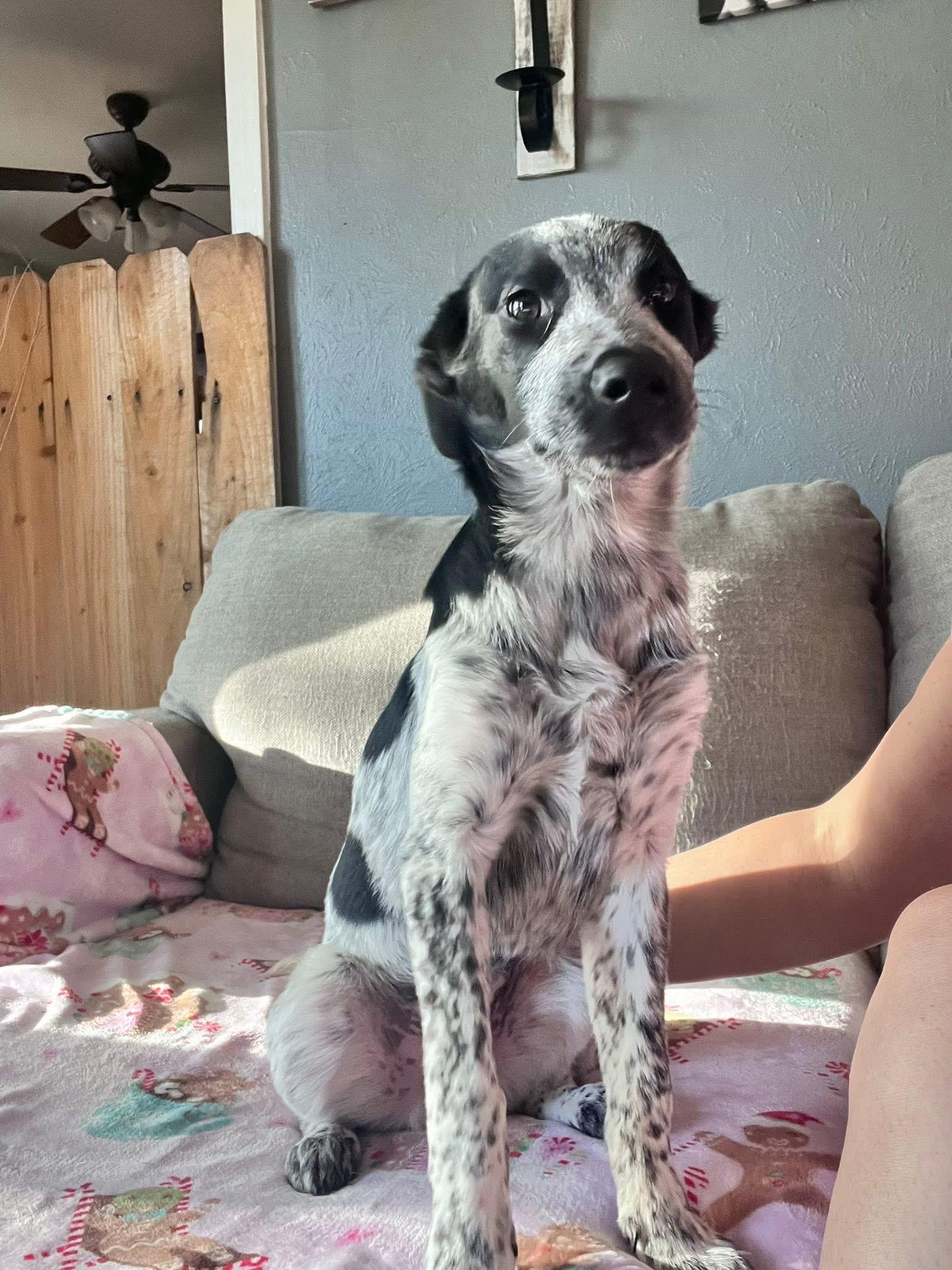 Ranger , adopted, Puppy Male Cattle Dog.