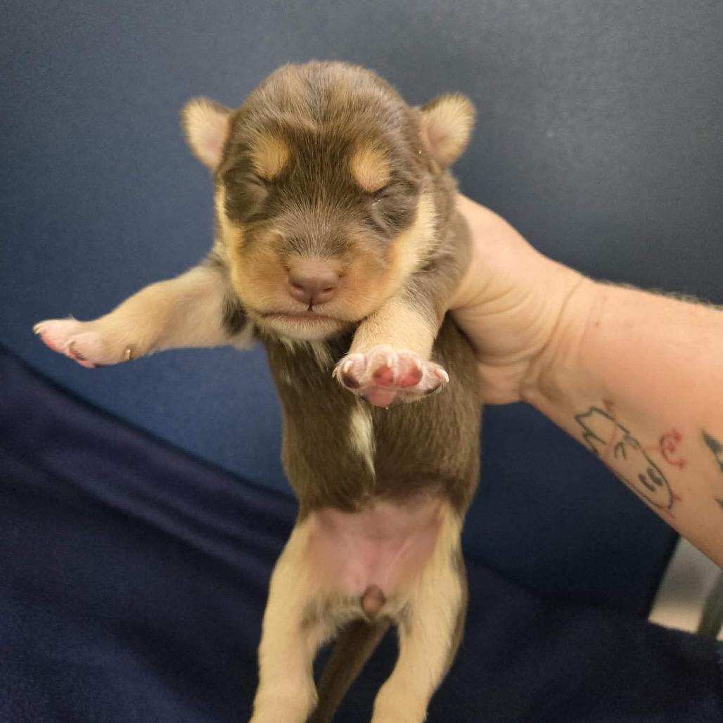 Red Maple, a Adoptable Husky in Newport, TN image 2/5