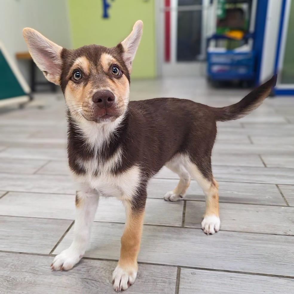 Red Maple, a Adoptable Husky in Newport, TN image 4/5