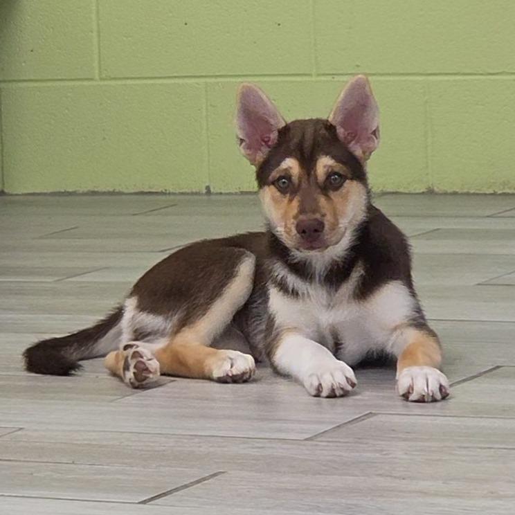 Red Maple, a Adoptable Husky in Newport, TN image 5/5