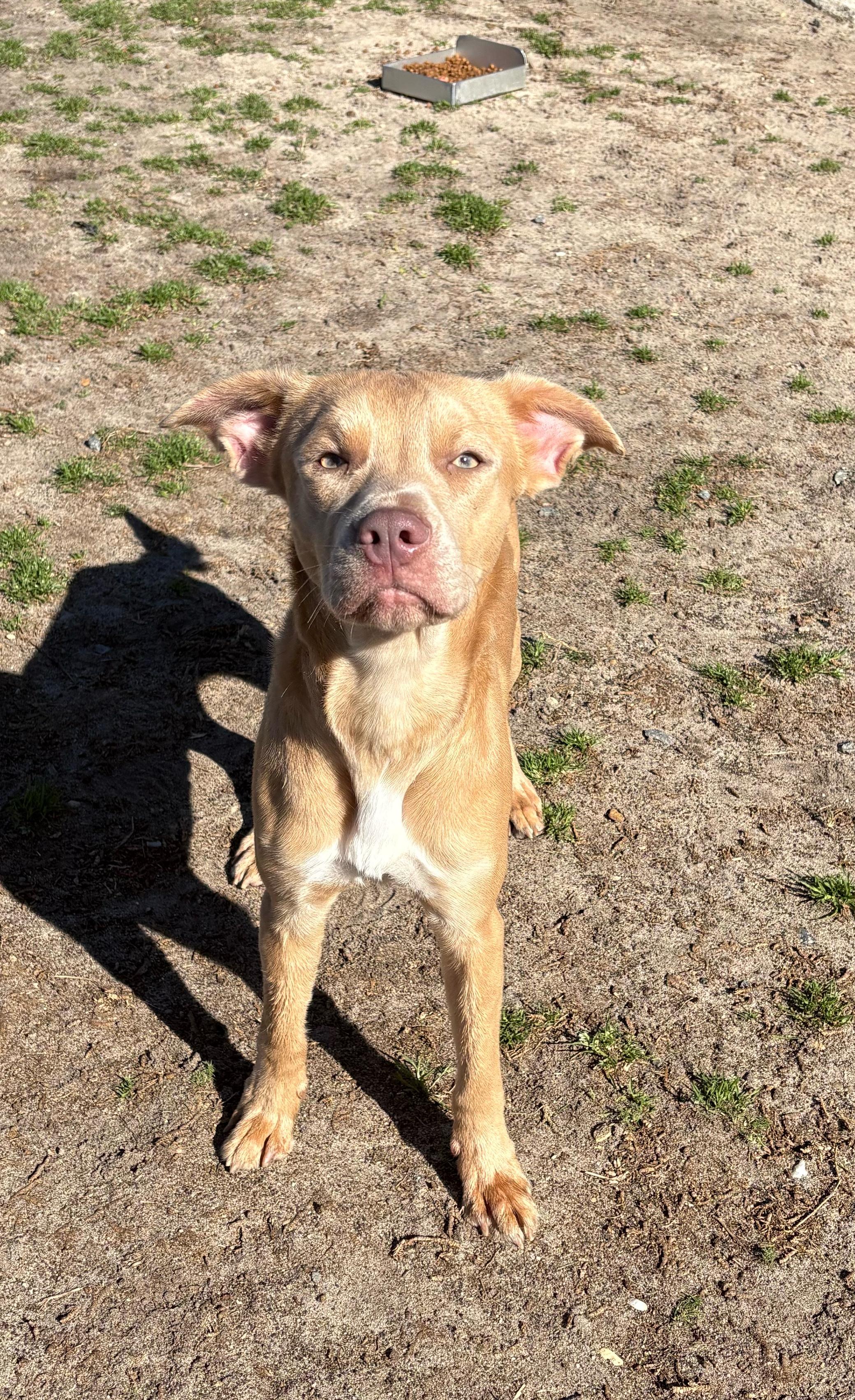 Lorenzo, ADOPTABLE, Puppy Male Pit Bull Terrier & English Cocker Spaniel.