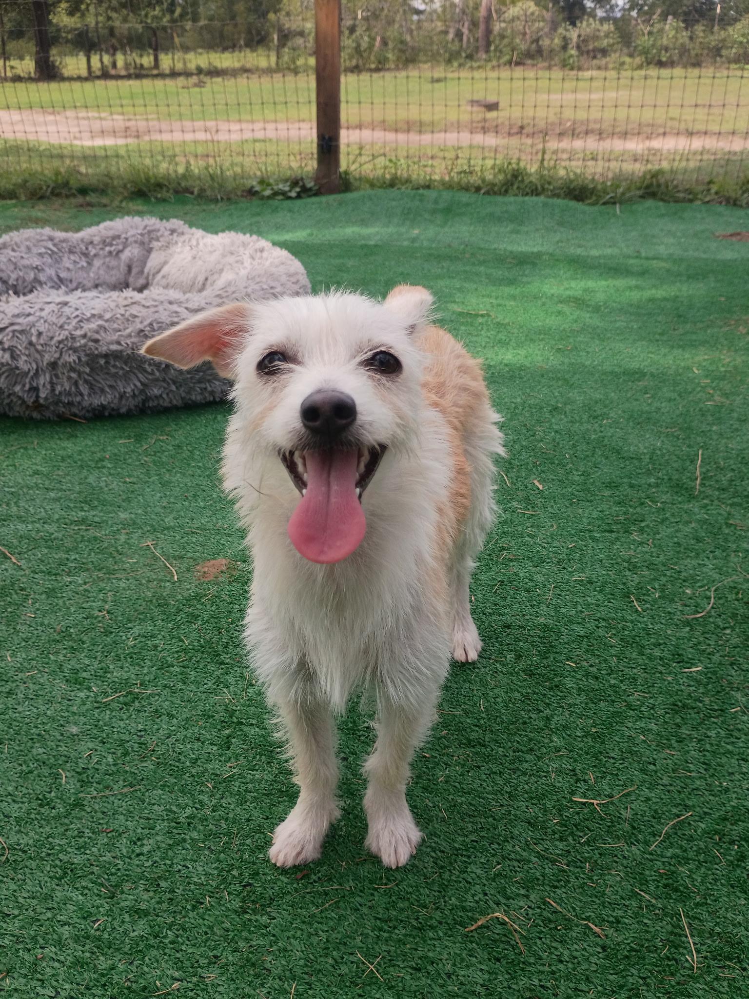 Enlarge Garrett-All smiles, a Adoptable mixed breed in Rochelle, IL image 4/6