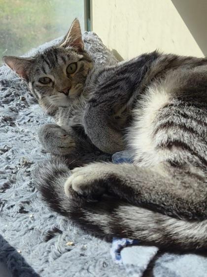 Cheyenne, Adoptable, Kitten Female Domestic Short Hair & Domestic Short Hair.