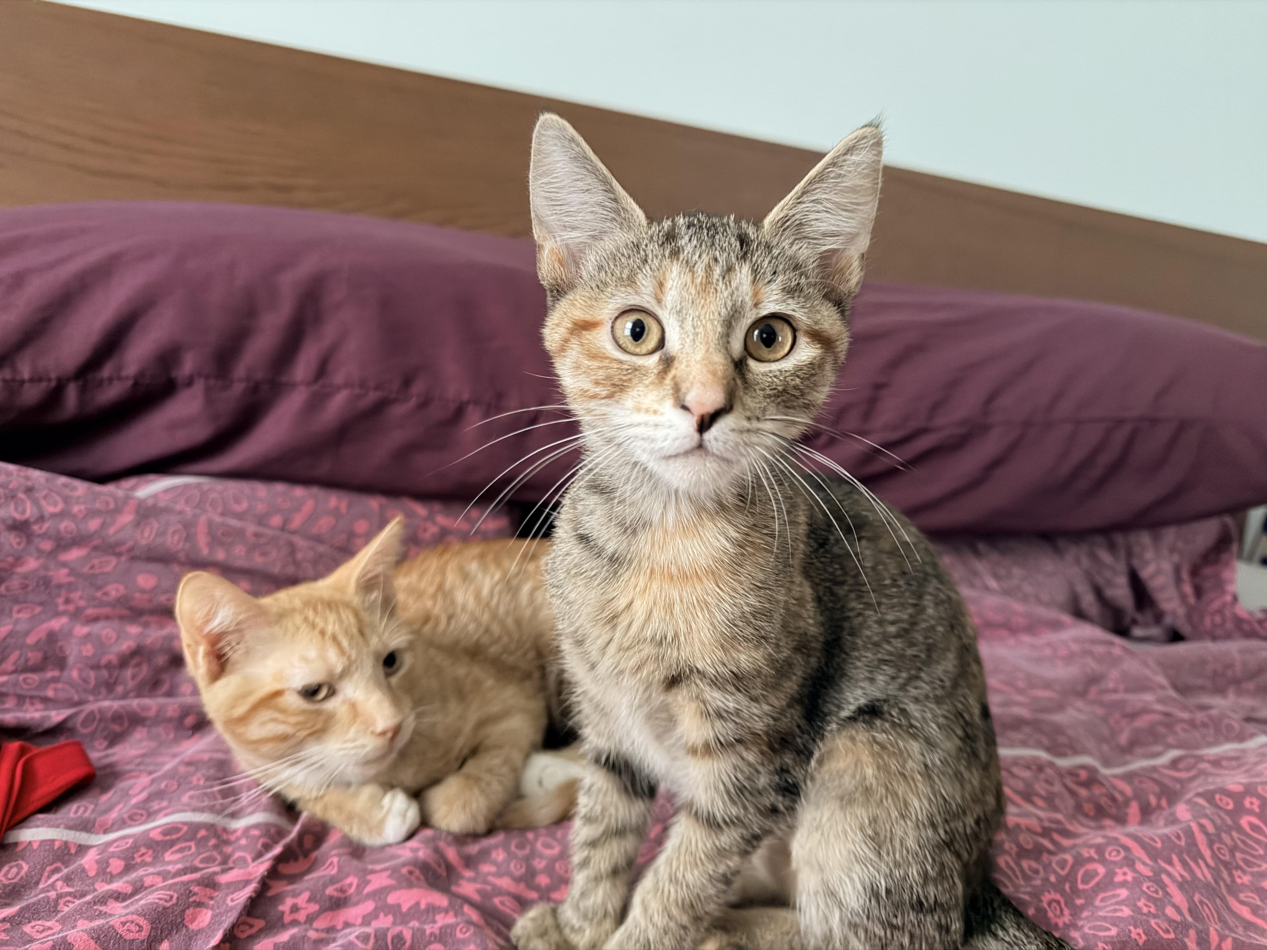 Enlarge Amber & Ale, an adopted Domestic Short Hair in Beltsville, MD image 2/6