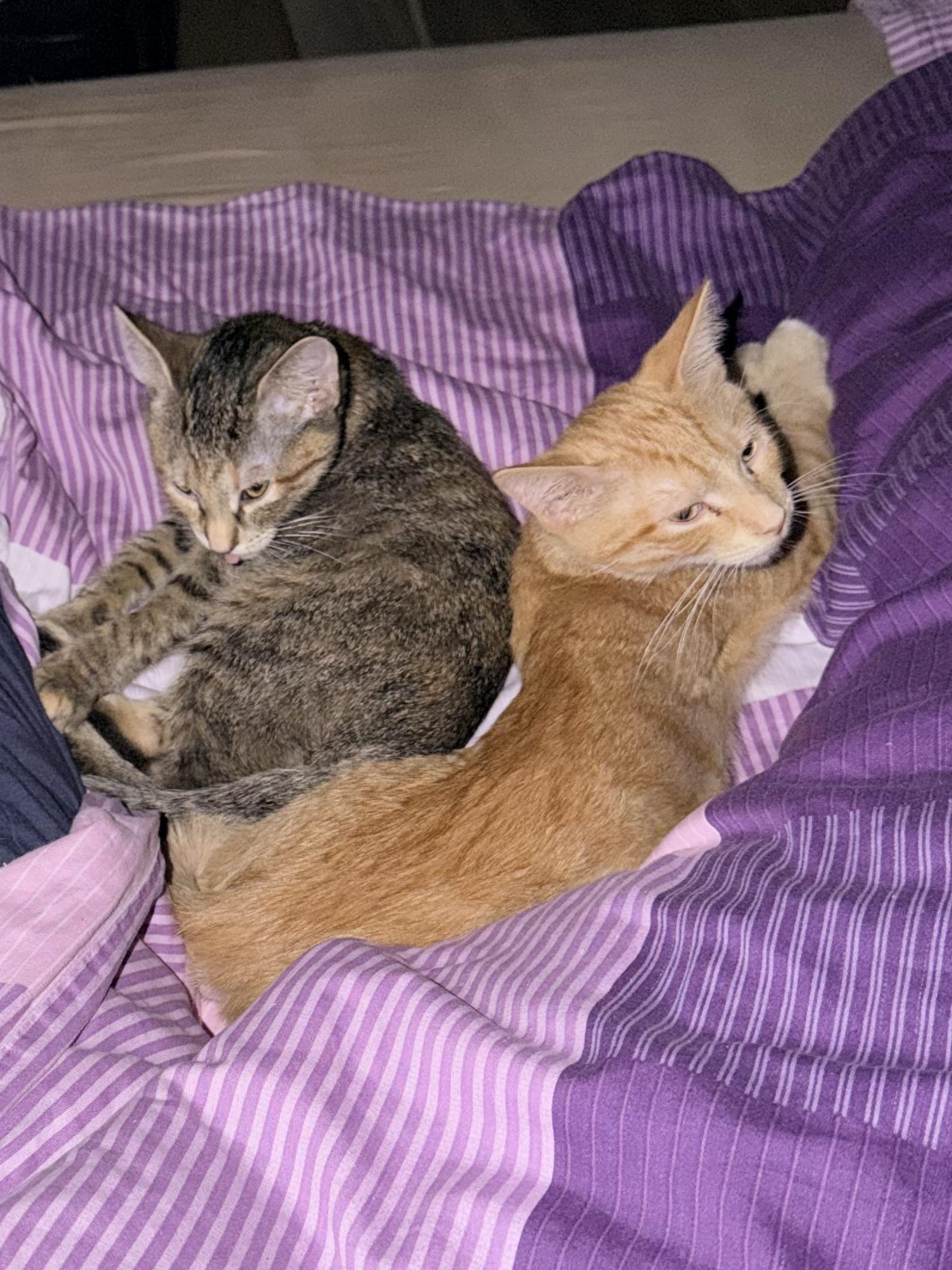 Enlarge Amber & Ale, an adopted Domestic Short Hair in Beltsville, MD image 6/6