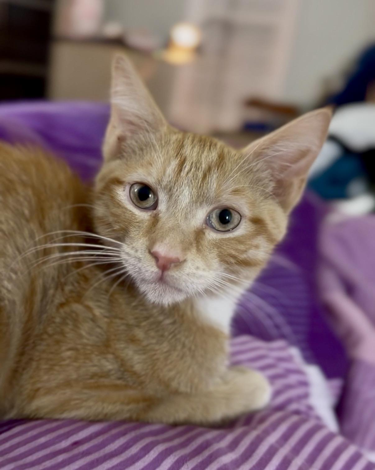 Enlarge Amber & Ale, an adopted Domestic Short Hair in Beltsville, MD image 4/6