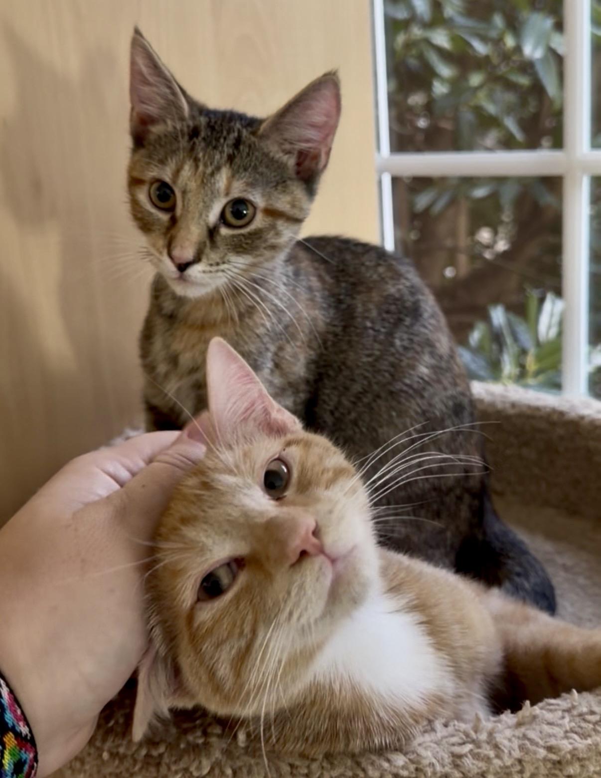 Enlarge Amber & Ale, an adopted Domestic Short Hair in Beltsville, MD image 5/6