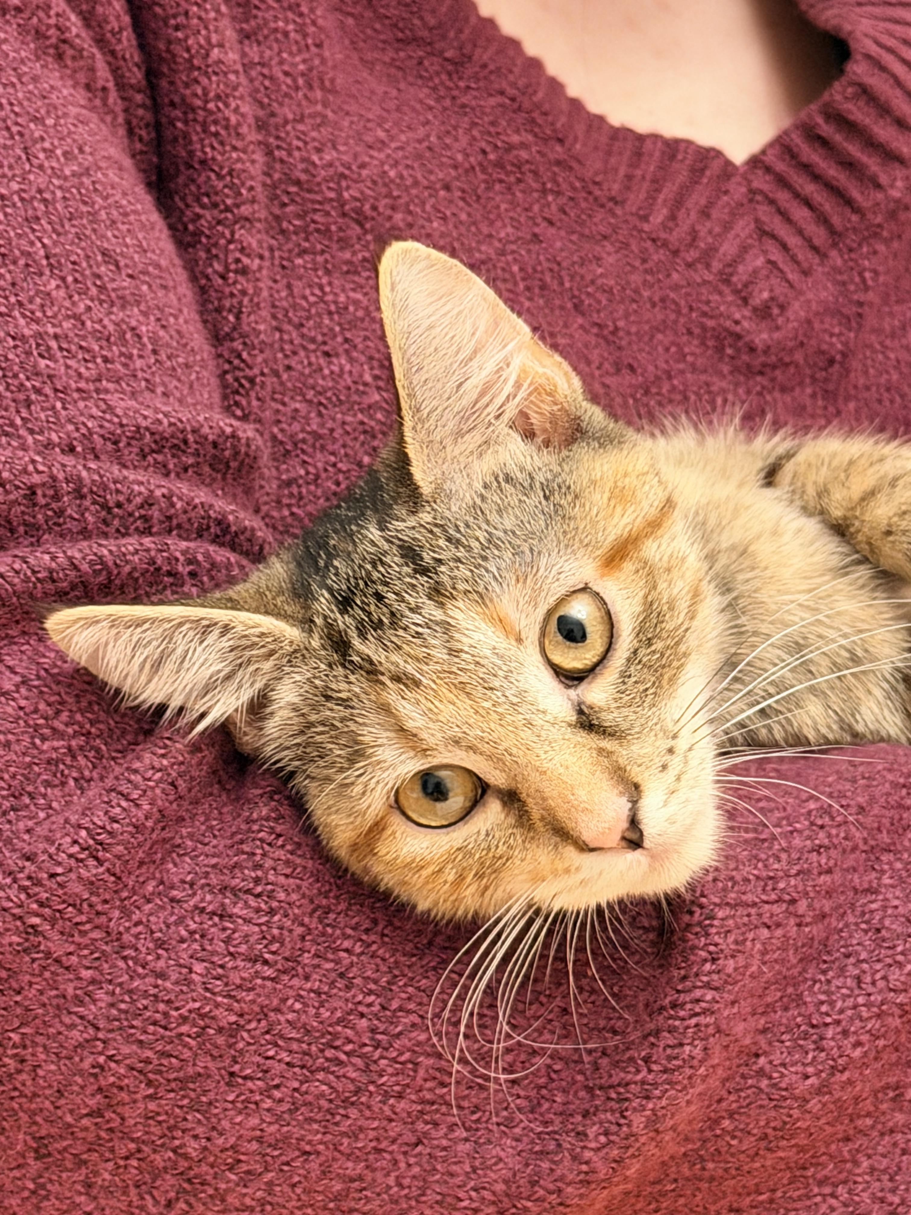 Enlarge Amber & Ale, an adopted Domestic Short Hair in Beltsville, MD image 3/6