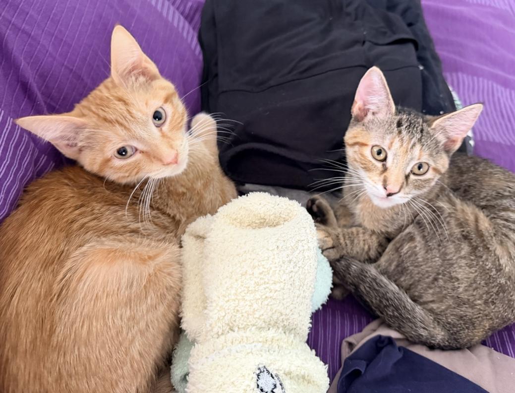 Enlarge Amber & Ale, an adopted Domestic Short Hair in Beltsville, MD image 1/6