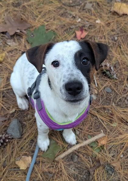 Buzz, Adoptable, Young Male Jack Russell Terrier.