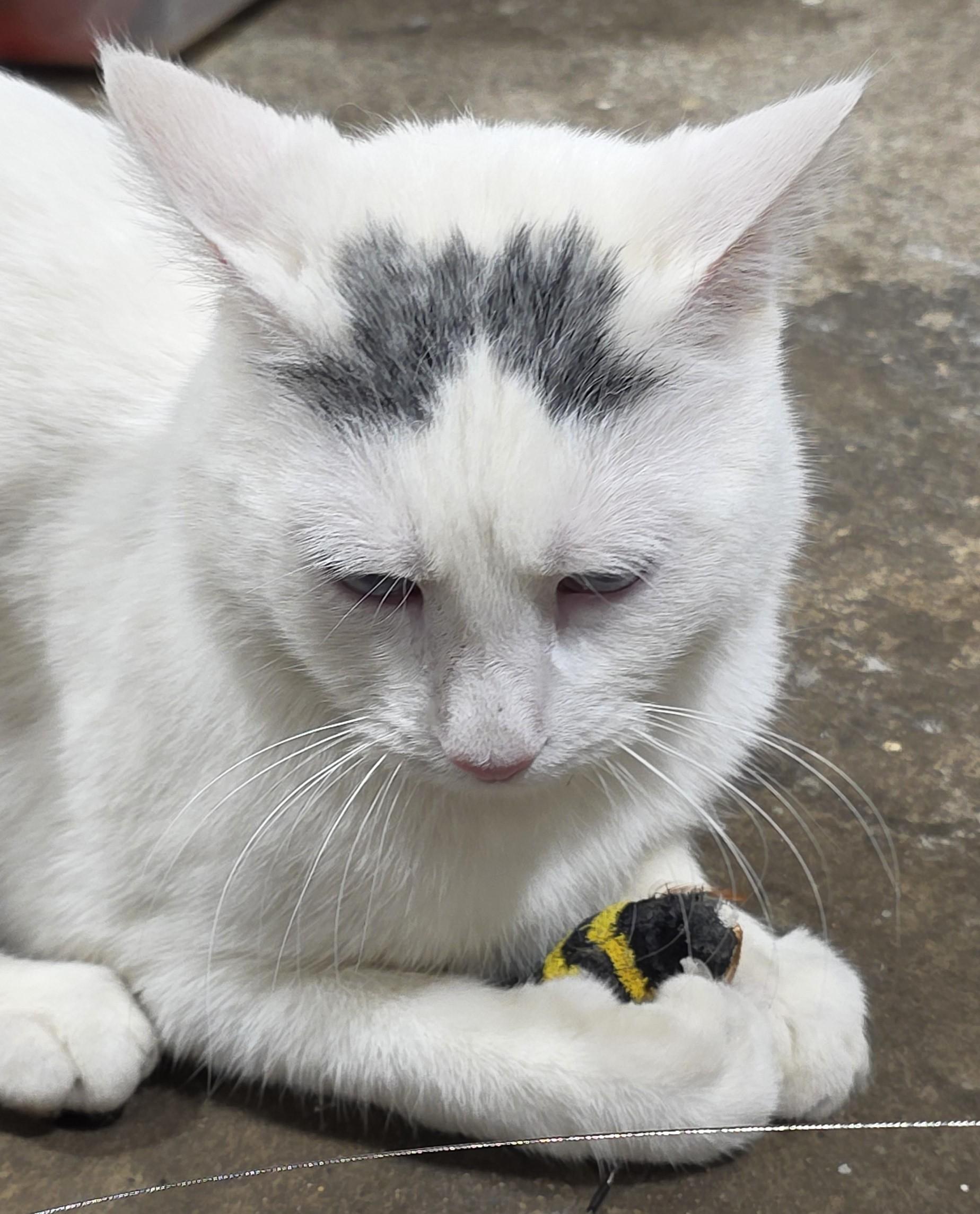 Enlarge JESTER, a ADOPTABLE Domestic Short Hair in Saddle River, NJ image 3/4