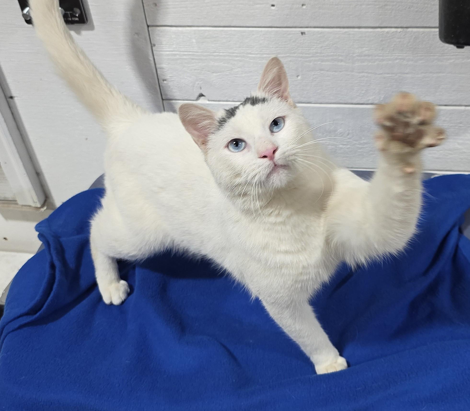 Enlarge JESTER, a ADOPTABLE Domestic Short Hair in Saddle River, NJ image 2/4