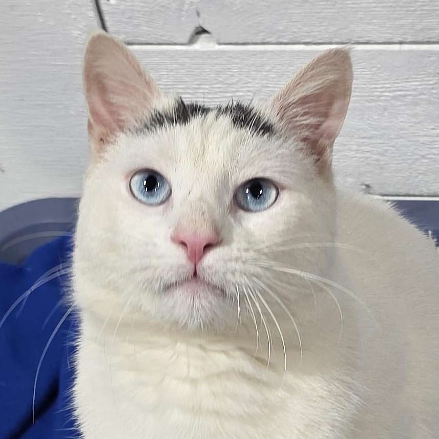 JESTER, ADOPTABLE, Adult Male Domestic Short Hair.