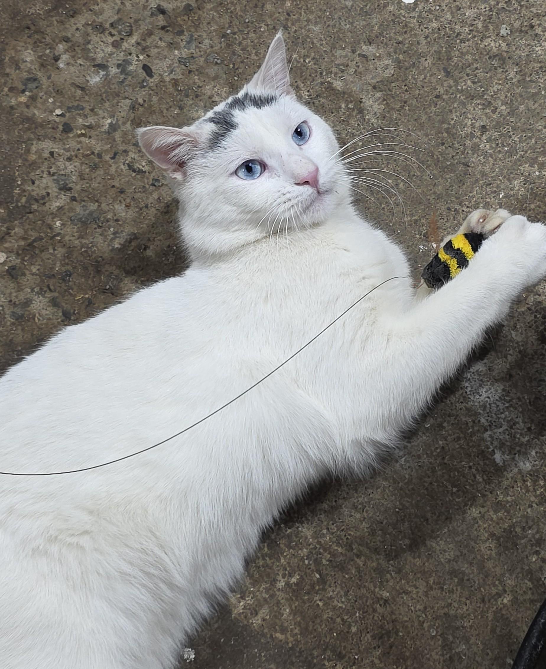 Enlarge JESTER, a ADOPTABLE Domestic Short Hair in Saddle River, NJ image 4/4