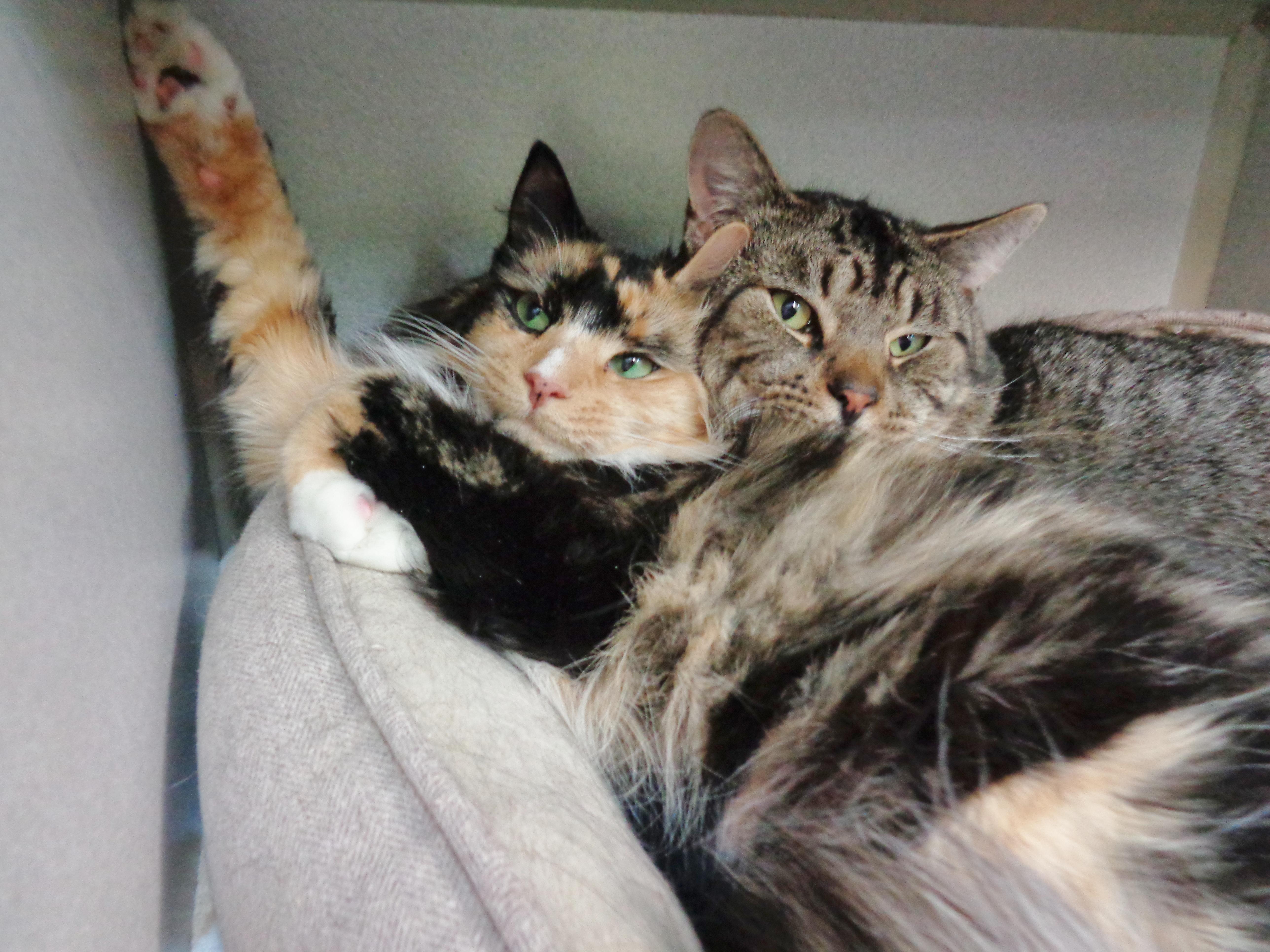 Enlarge BERRY & MAYNARD, a ADOPTABLE Calico in Delhi, NY image 4/4