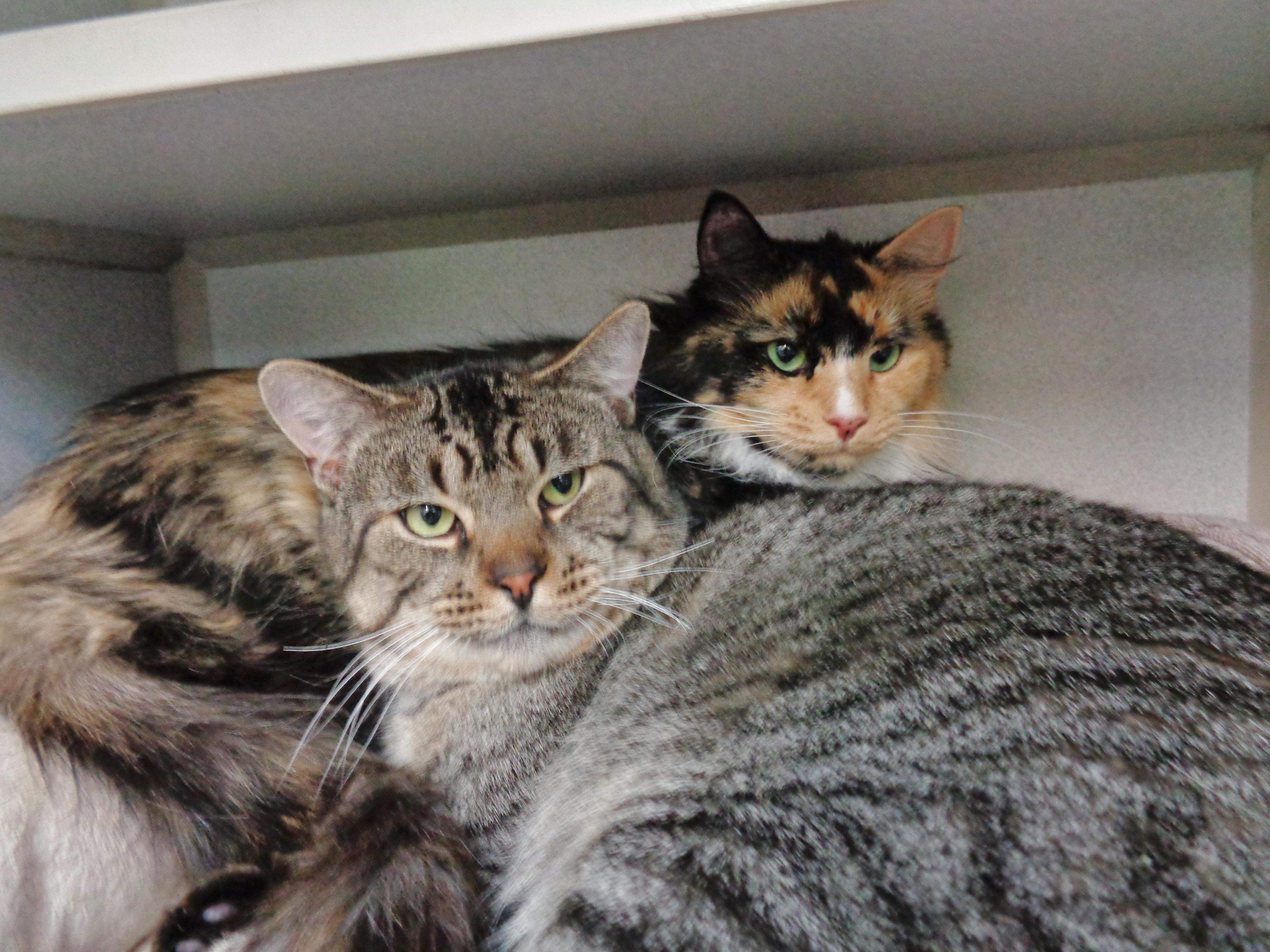 Enlarge BERRY & MAYNARD, a ADOPTABLE Calico in Delhi, NY image 3/4