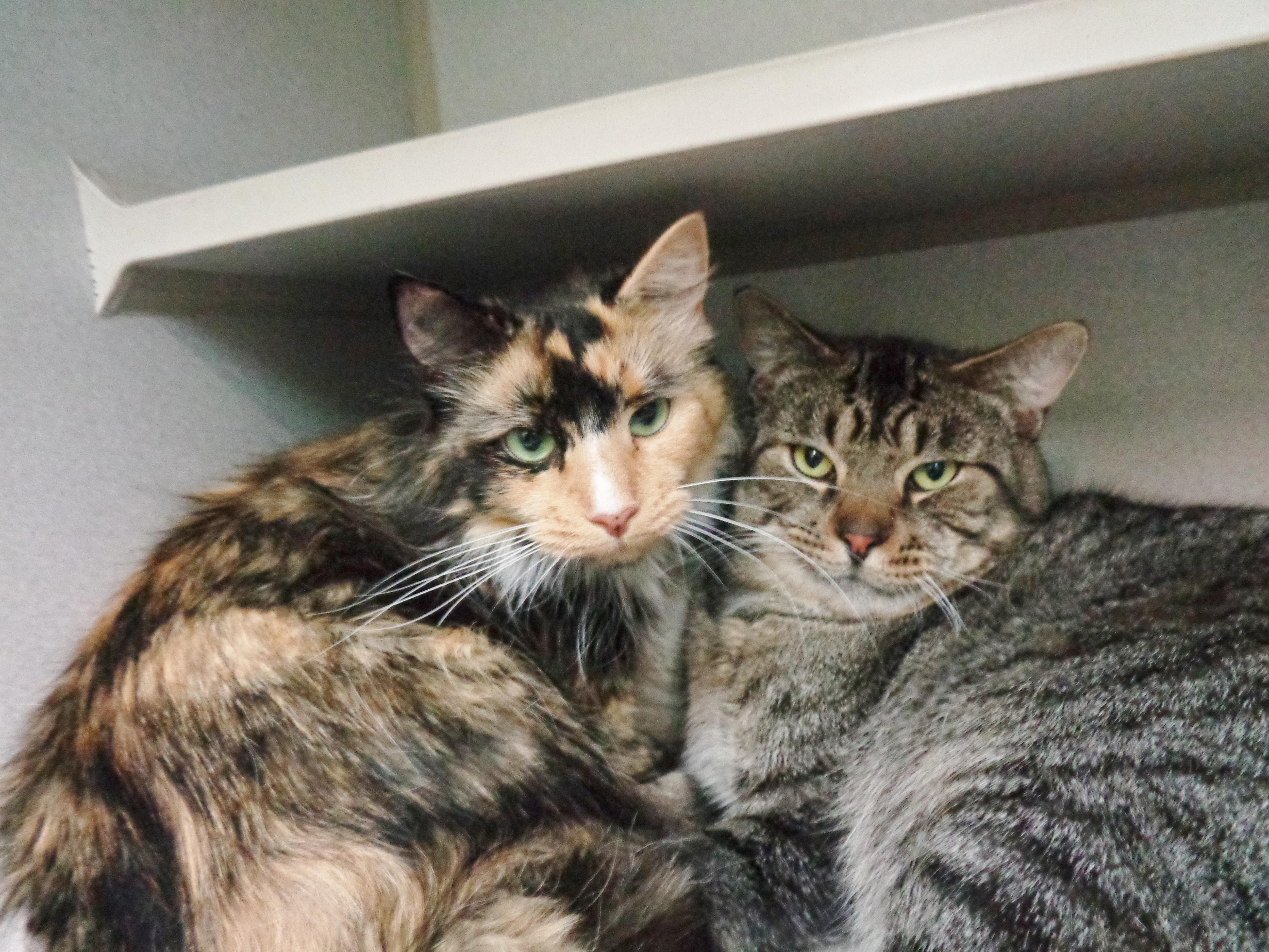 BERRY & MAYNARD, ADOPTABLE, Young Female Calico.