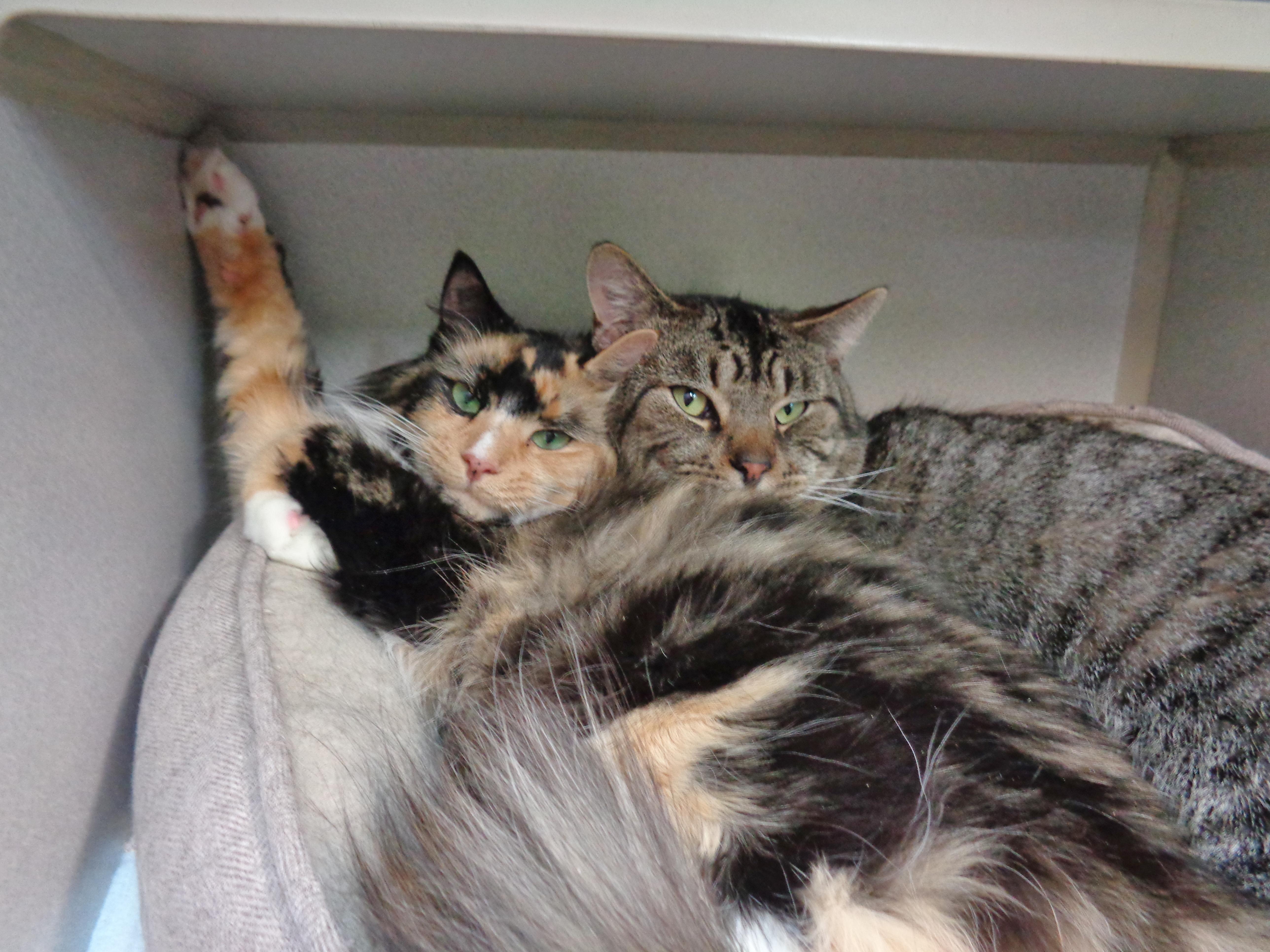 Enlarge BERRY & MAYNARD, a ADOPTABLE Calico in Delhi, NY image 2/4