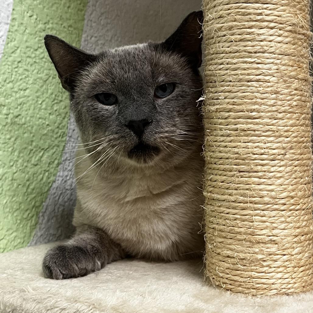 Eeyore, a Adoptable Domestic Short Hair in Yucca Valley, CA image 1/6
