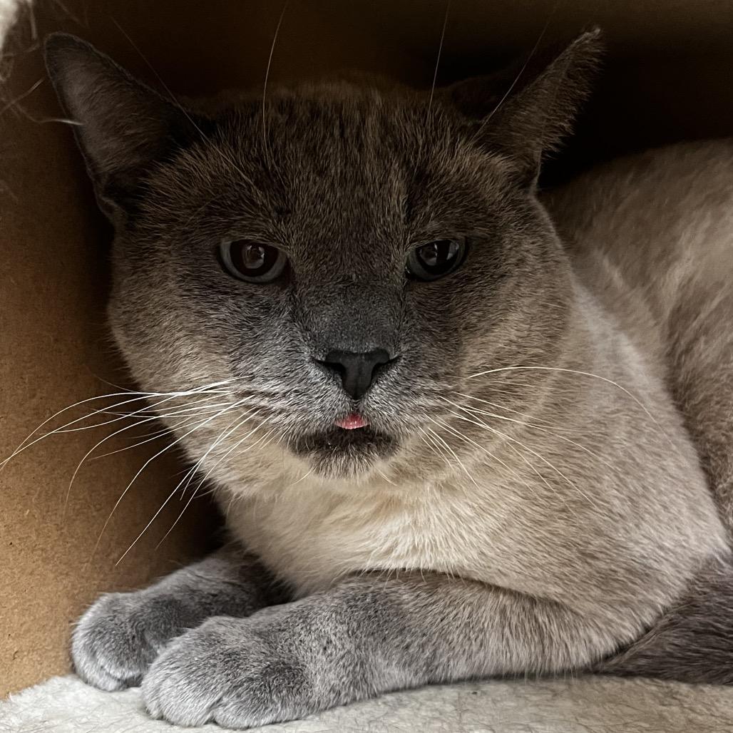 Enlarge Eeyore, a Adoptable Domestic Short Hair in Yucca Valley, CA image 1/4