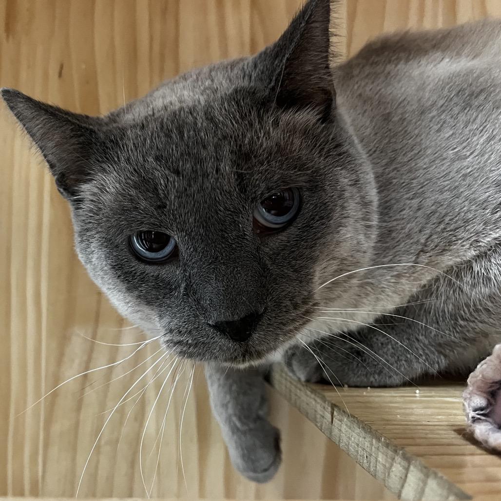 Enlarge Eeyore, a Adoptable Domestic Short Hair in Yucca Valley, CA image 2/4