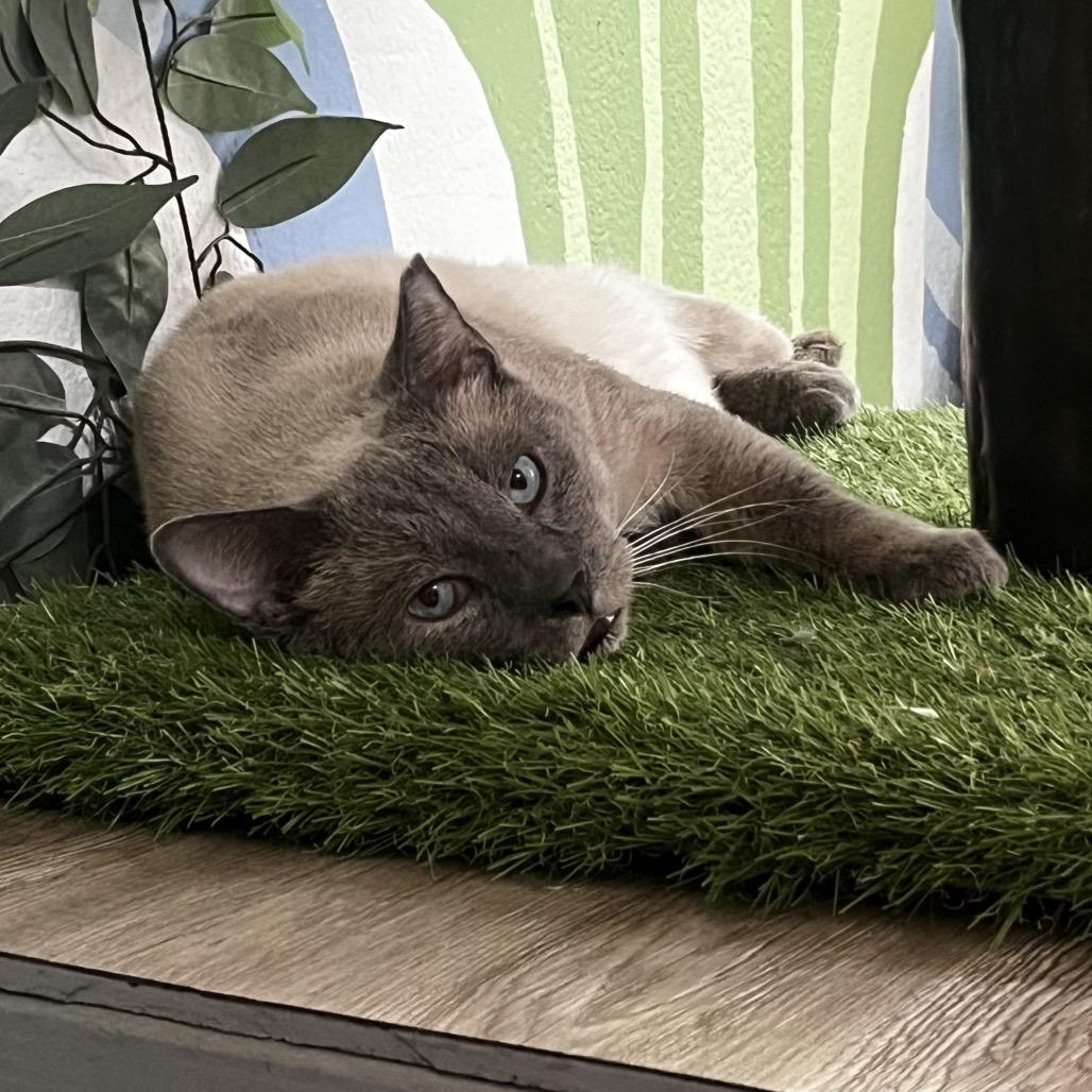 Enlarge Eeyore, a Adoptable Domestic Short Hair in Yucca Valley, CA image 3/6