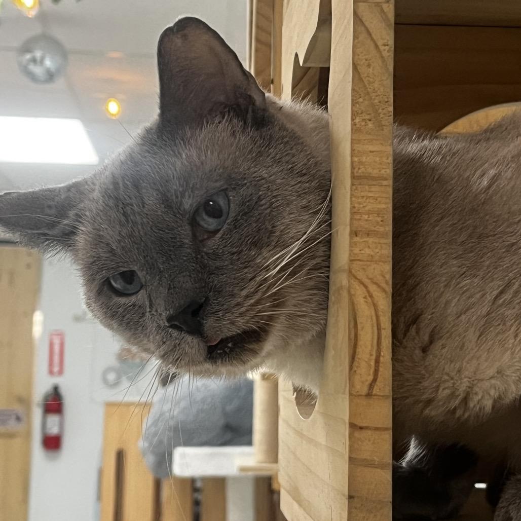 Enlarge Eeyore, a Adoptable Domestic Short Hair in Yucca Valley, CA image 4/6
