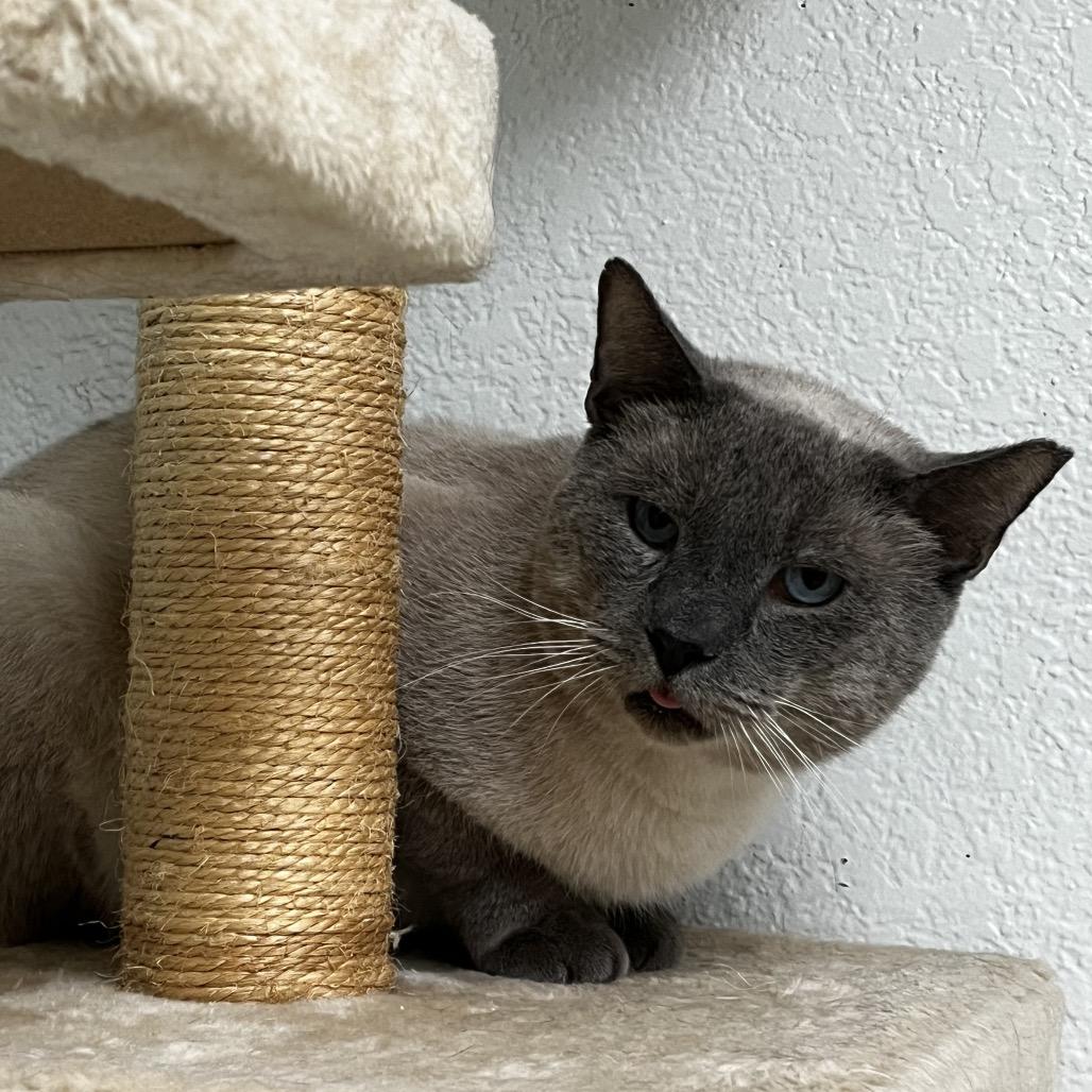 Enlarge Eeyore, a Adoptable Domestic Short Hair in Yucca Valley, CA image 5/6