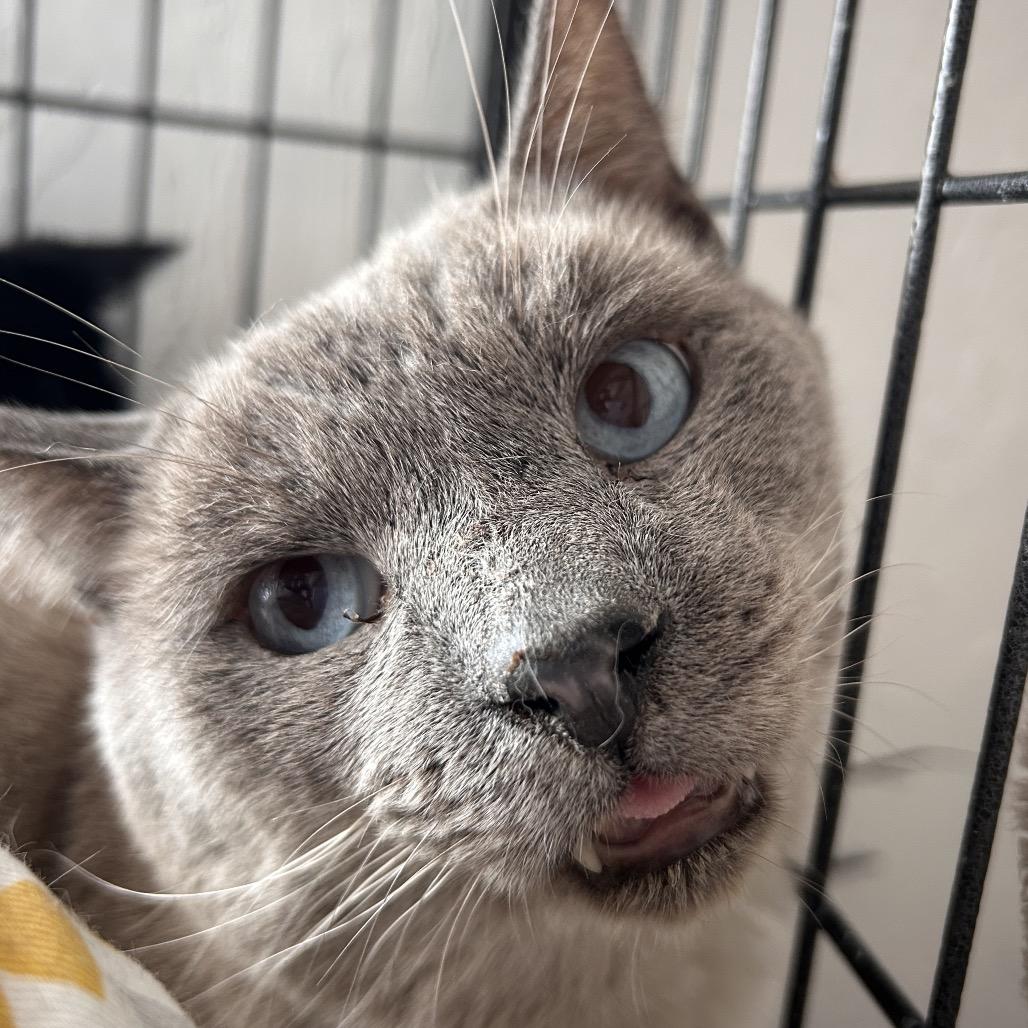 Enlarge Eeyore, a Adoptable Domestic Short Hair in Yucca Valley, CA image 3/4