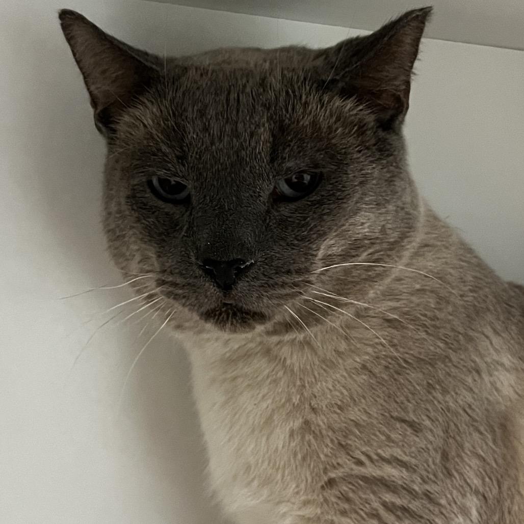 Enlarge Eeyore, a Adoptable Domestic Short Hair in Yucca Valley, CA image 4/4