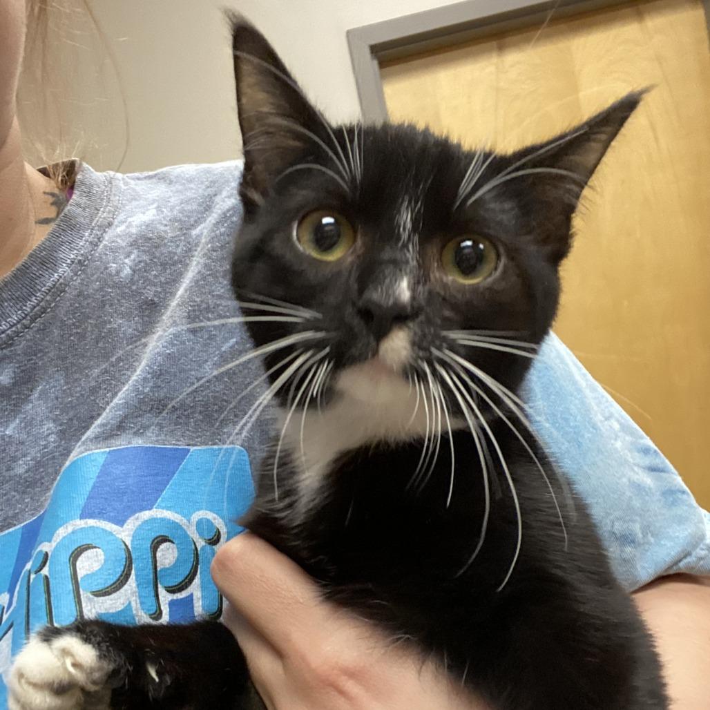 Enlarge Solar - 010911U, a Adoptable Domestic Short Hair in Tupelo, MS image 2/2