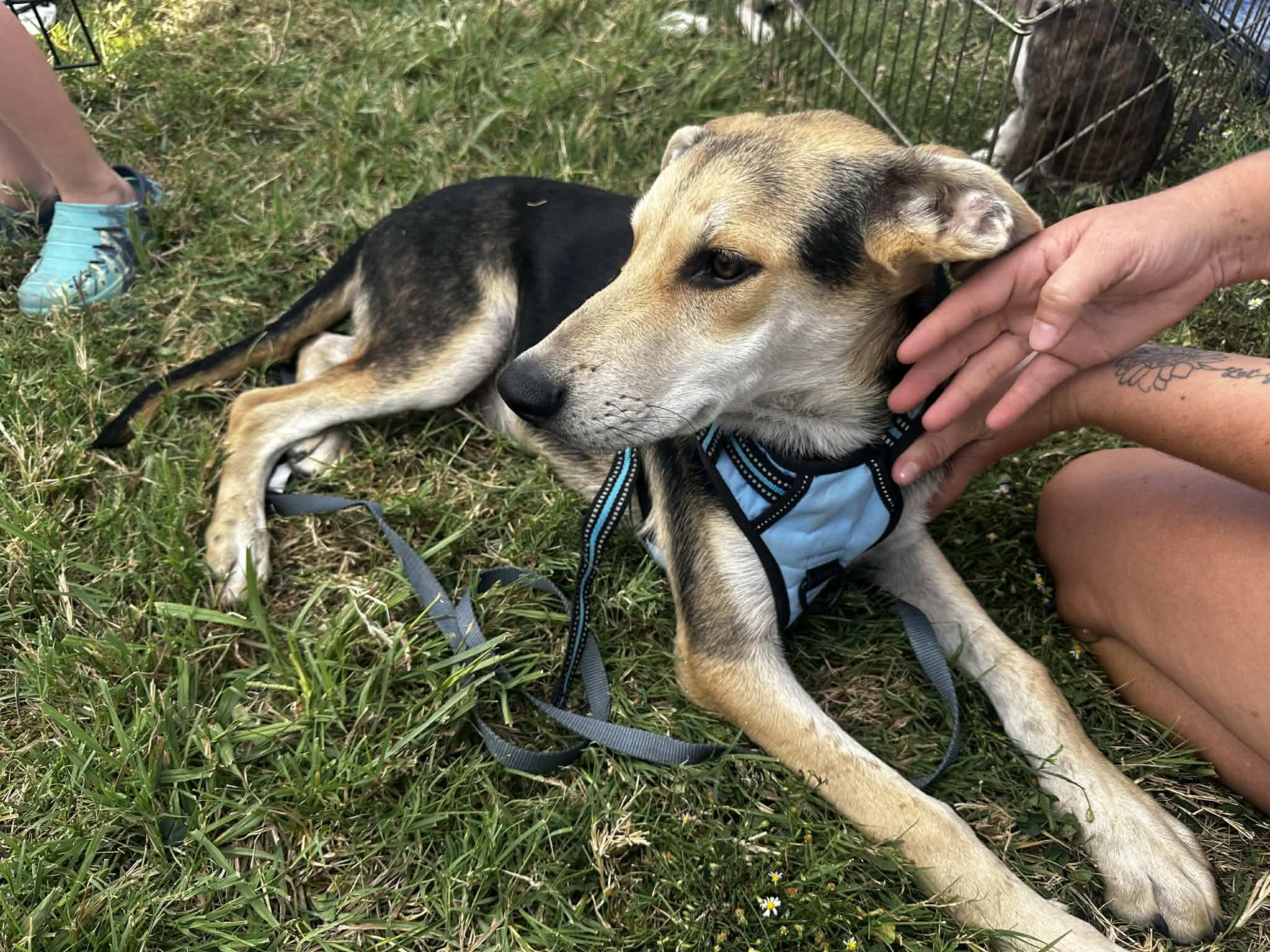 Hermes, Adoptable, Young Male German Shepherd Dog.