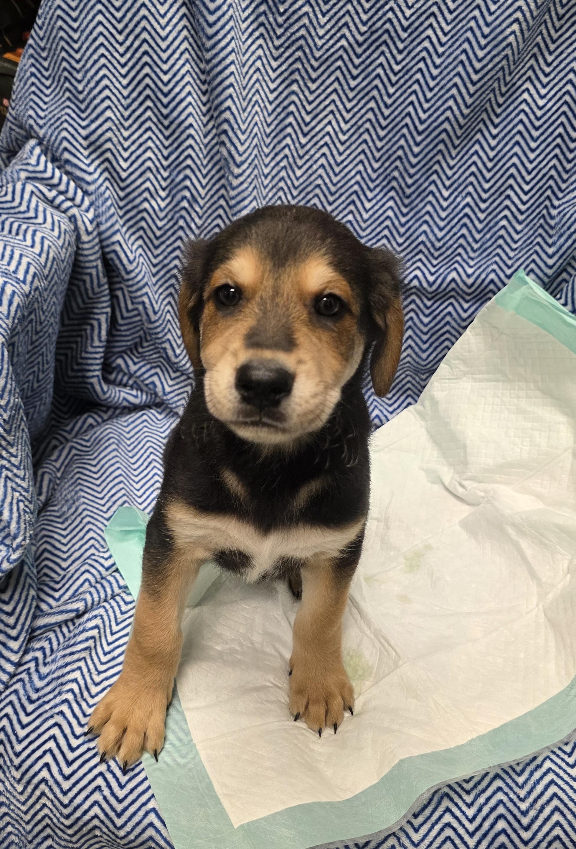 Enlarge Hermes, a Adoptable mixed breed in Garland, TX image 2/5