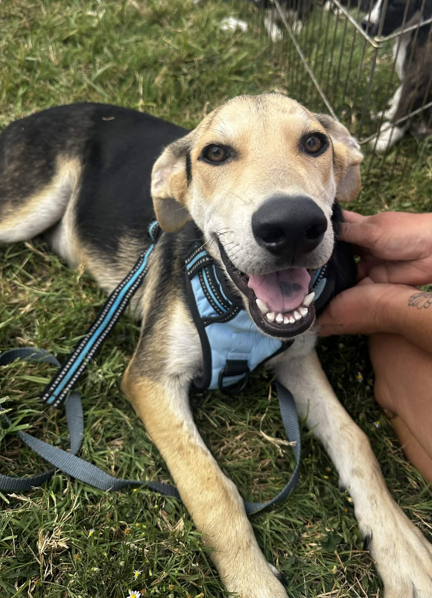 Enlarge Hermes, a Adoptable mixed breed in Garland, TX image 3/5