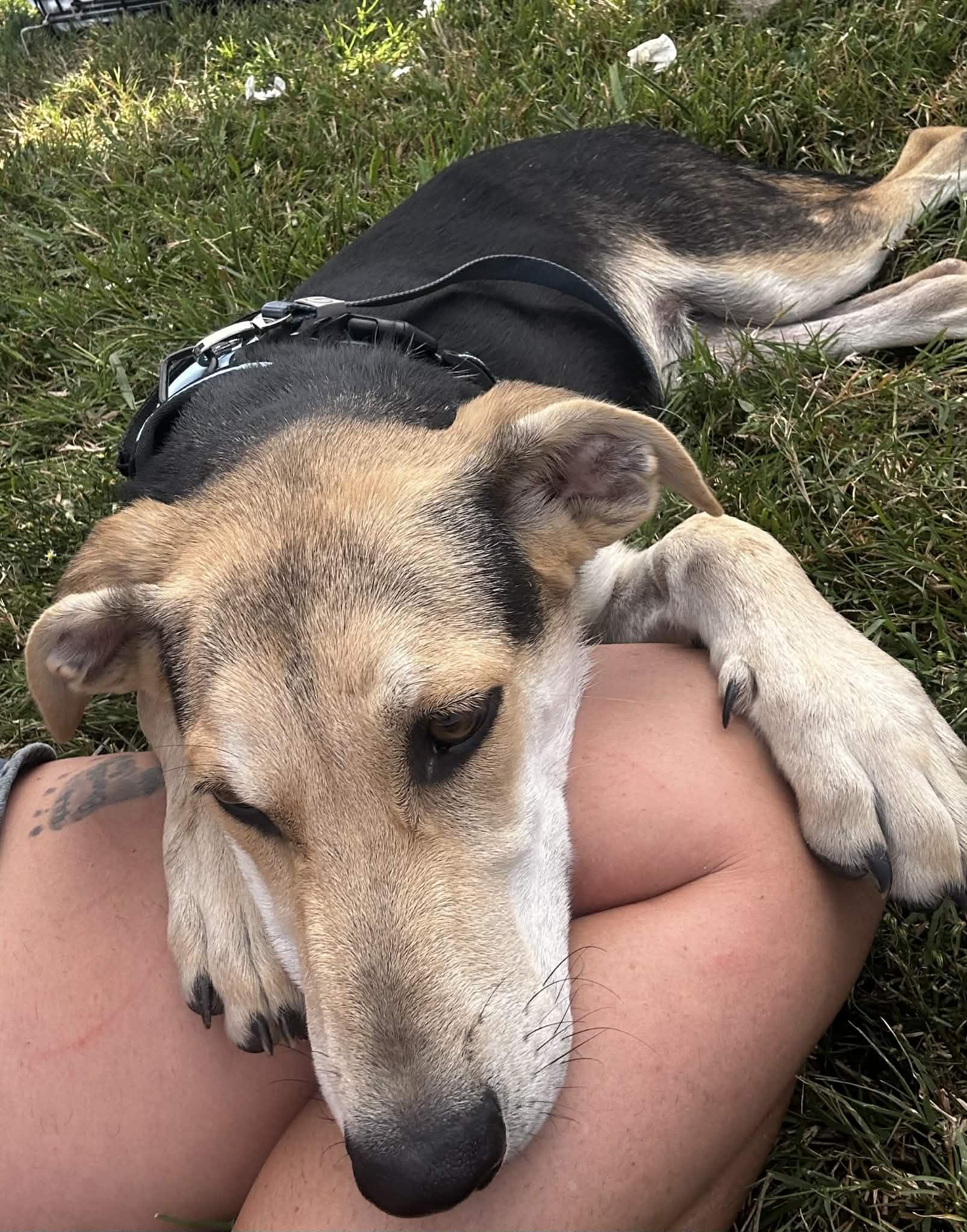 Enlarge Hermes, a Adoptable mixed breed in Garland, TX image 4/5