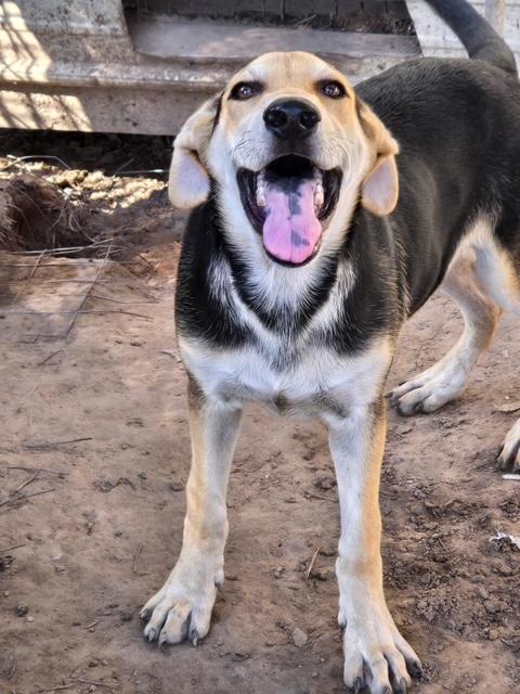 Enlarge Hermes, a Adoptable mixed breed in Garland, TX image 5/5