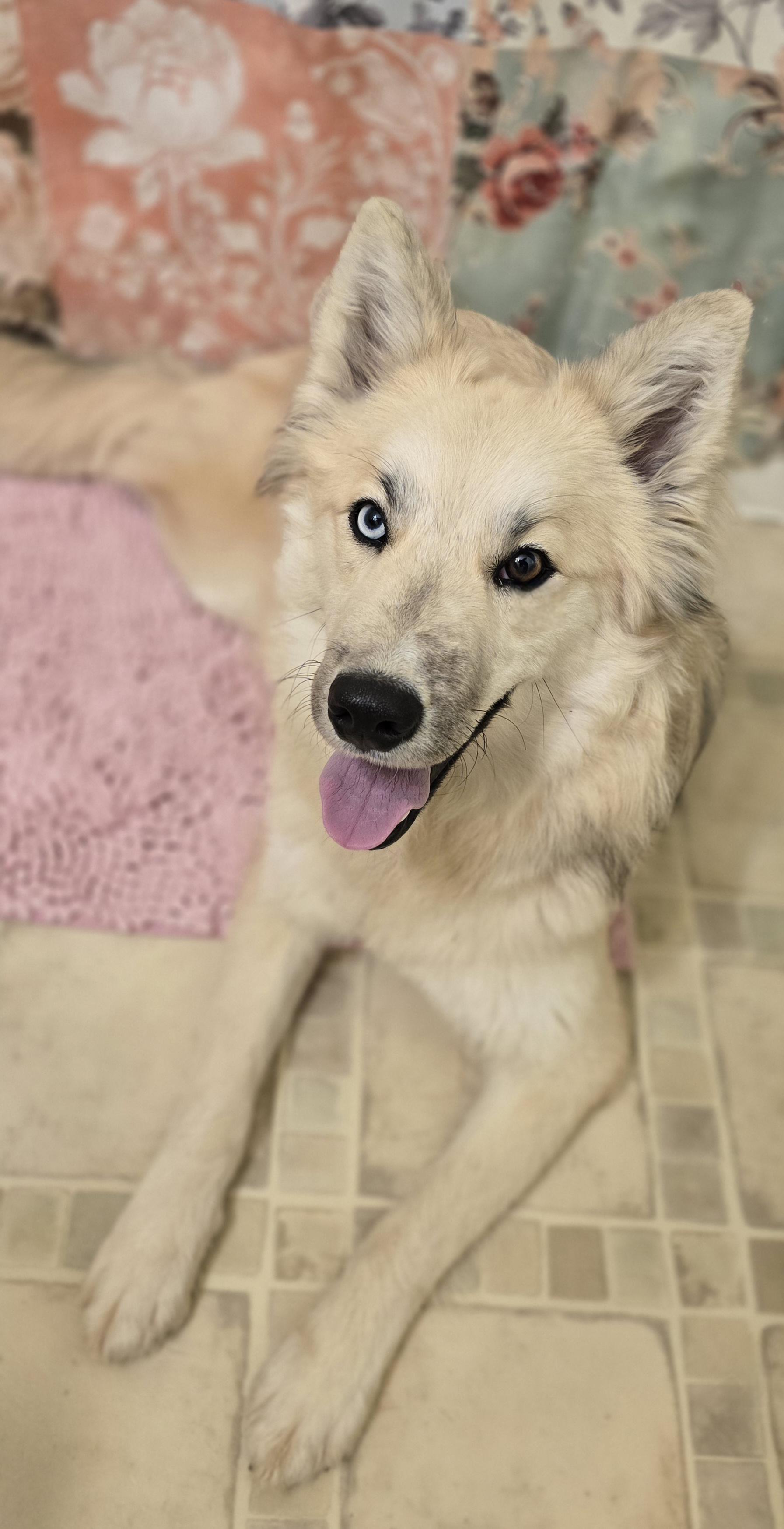 NATTIE, ADOPTABLE, Young Female Australian Shepherd.