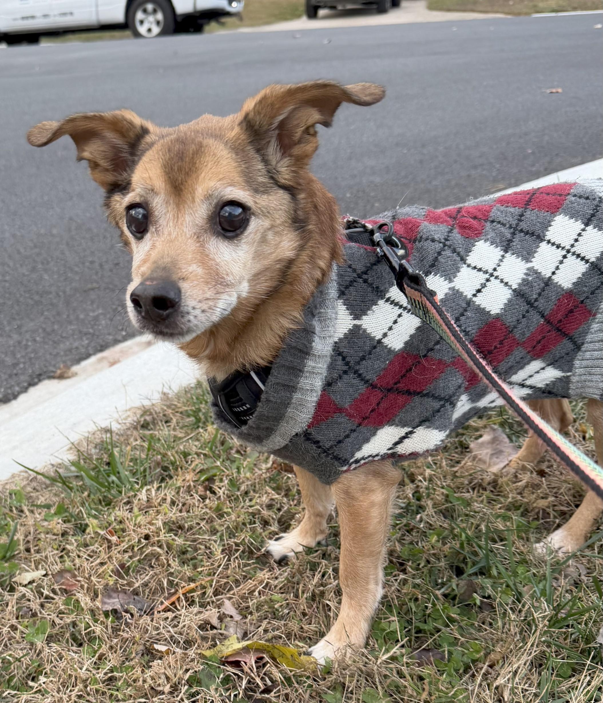 Enlarge Sunny, a ADOPTABLE mixed breed in Baldwin, MD image 1/2