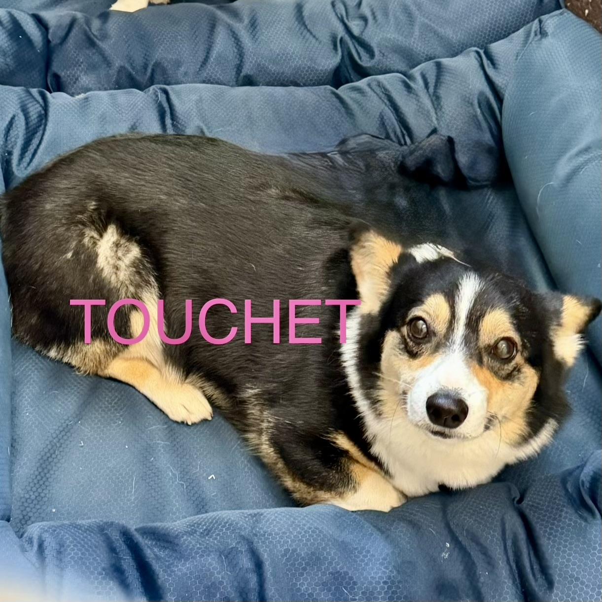 Enlarge Touchet, a Adoptable Corgi in Broken Arrow, OK image 1/1