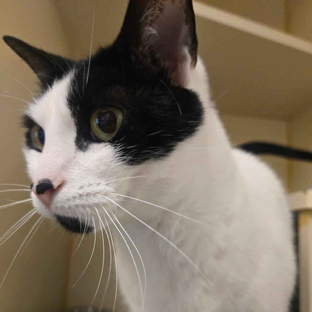 Enlarge Lisa, a Adoptable Domestic Short Hair in Concord, NH image 1/1